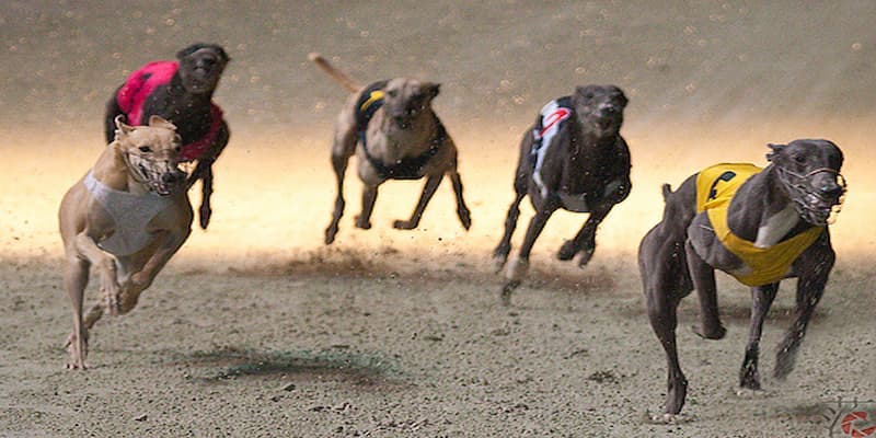 Nguyên tắc cần lưu ý khi tham gia cá cược đua chó